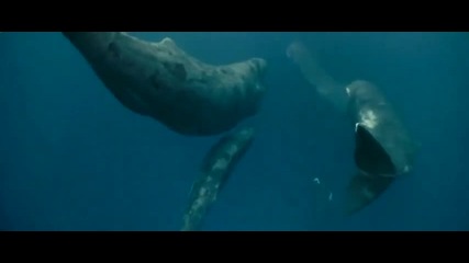 Stive Morgan - The Underwater World ( Polinesia)