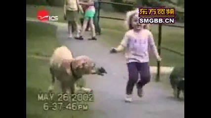 Най - якото клипче с кучета което сте виждали The worlds most funny dog video 