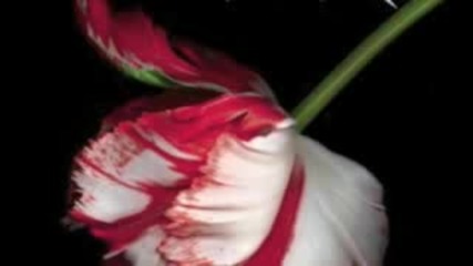 Twilight & New Moon Trailer 2009