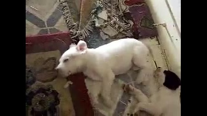 Малко кученце бълнува - Много сладко 