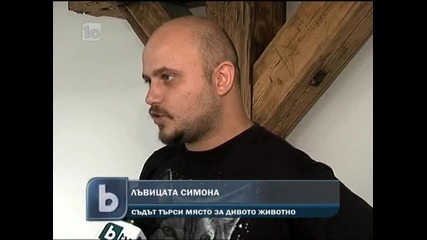 Лъвицата Симона - Съдът търси място за дивото животно