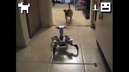 Куче Срещу Робот