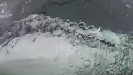 Белуга, смятана за руски шпионин, е намерена мъртва в Норвегия