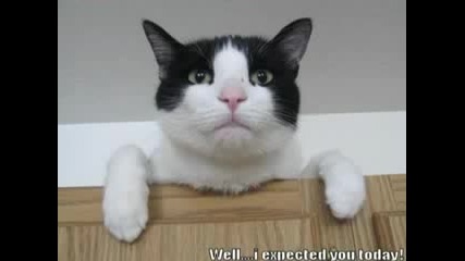 Very Funny Cats
