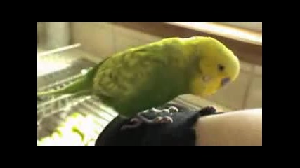 Говерещ папагал 2 част 