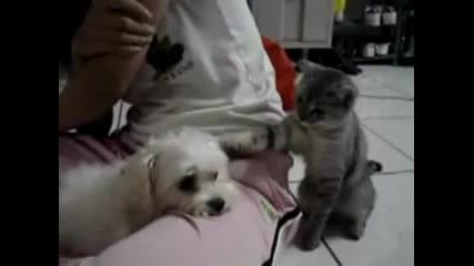 Cat Pushes Dog Too Far