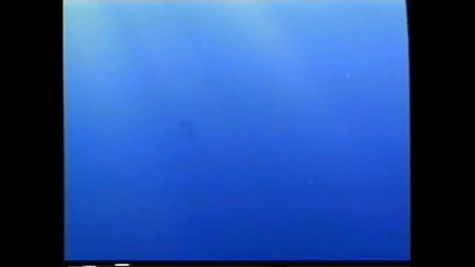 Finding Nemo / Търсенето На Немо (2003) Бг Аудио Част 3 Vhs Rip