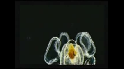 Изумителни същества има на Земята - еп. 2 