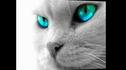 Животни 