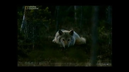 Wild Russia Primeval valleys Дивата Русия Девствени долини (2009) Част 1 