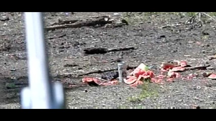 Пръскане На Диня В Забавен Каданс 