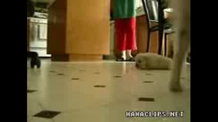 Dog Jackson! Dance. 