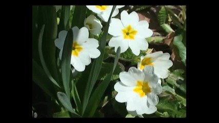 Великден 4 Април, Смолян