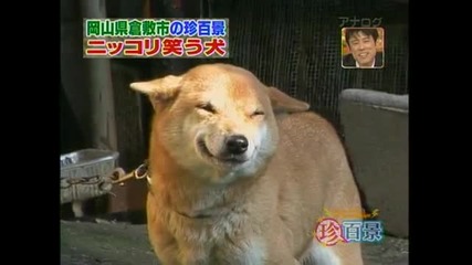 Куче което се усмихва 