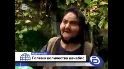 Баба Отглежда Най-Сладкото Растение На Света КАНАБИС
