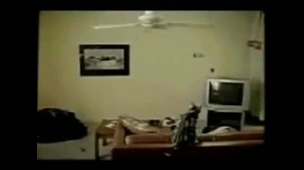 Funny Cats