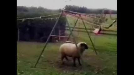 луда овца