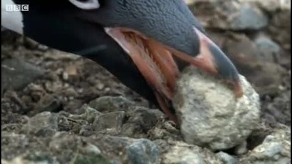 Пингвин Крадец