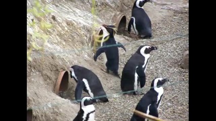 Дрогиран Пингвин 2 