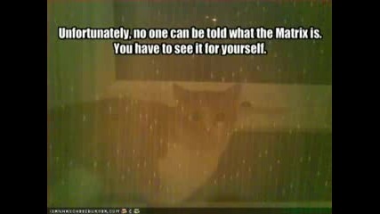 Very Funny Cats.flv