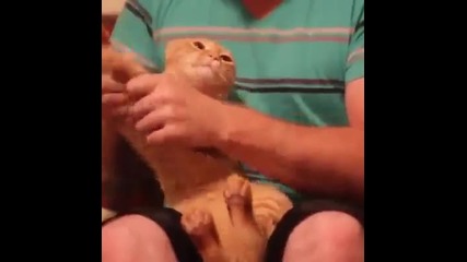 Дъбстеп Коте ^o^