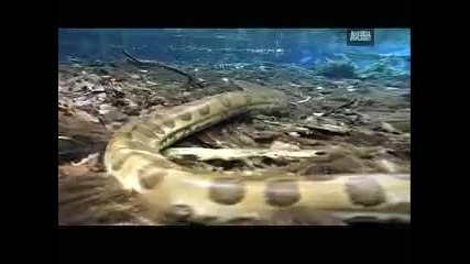 Анаконда напада куче.