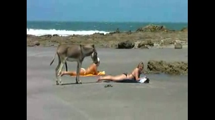 Магаре и Жена на плажа...