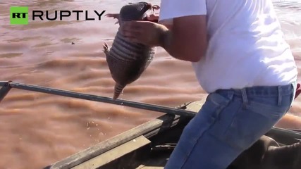 Little Armadillo Saved from Flash Floods in Oklahoma