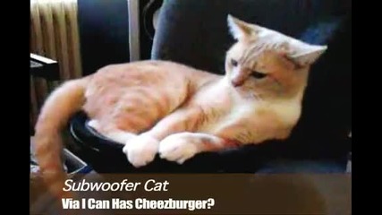 Subwoofer Cat!!! 