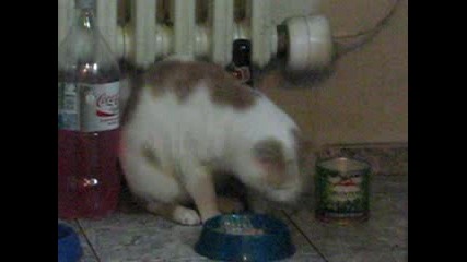 Културна Котка