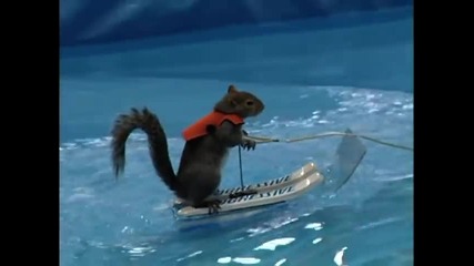 Катерица кара водни ски