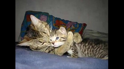 Котешки емоции и приятелство...