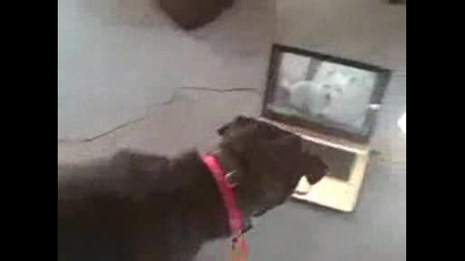 Куче си говори с друго Куче по Skype(много Смях)