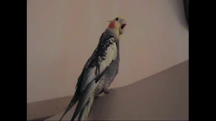 корела - малкото ни папагалче Лори