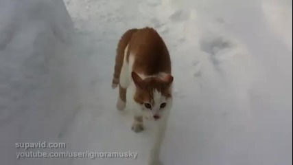 Коте преследва камера (с неочакван край!)