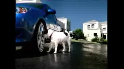Кучето Пикльо
