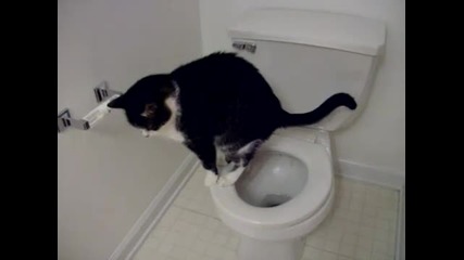 Котка използва тоалетна