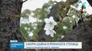 Сакура разцъфна и даде старт на пролетния сезон в Япония
