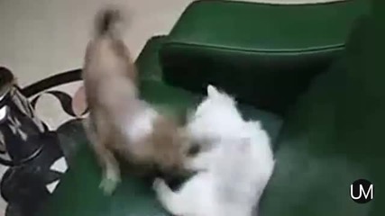 - Смях - Компилация битки между кучета и котки - 2013 год./ Dogs vs. Cats - funny video