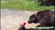 Куче помага на коте в неприятност
