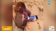 Маймунка се забавлява с телефон