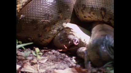 Една от най - голeмите змии Мегаконда