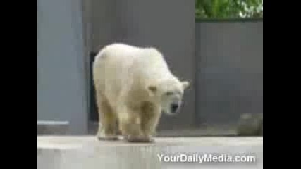 Танцуваща Бяла Мечка
