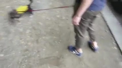 Dog Waking and Soccer 