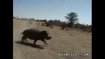 Гладен хипопотам на свобода
