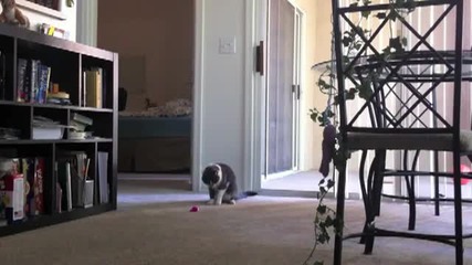 Котка vs китара