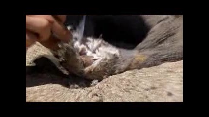 Ultimate Survival / Оцеляване на предела с Bear Grylls, Man vs. Wild, Сезон 4, Еп. 2, Namibia [1]