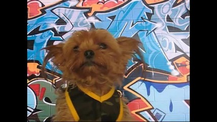 Omg! Cutest Singing Puppy Ever!!! Terrier Rap