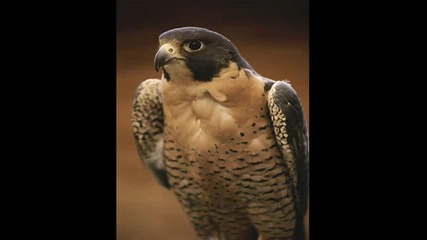 Top 10 Fastest Flying Animals in the World