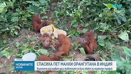Спасиха пет бебета орангутани в Индия